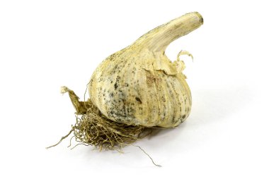 Tüm kafa veya kökleri - izole gösterilen organik sarımsak ampul