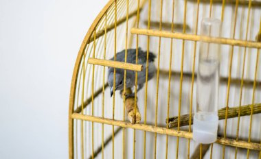 Ahşap kafes içinde gri finch bir evcil hayvan olarak devam etti.