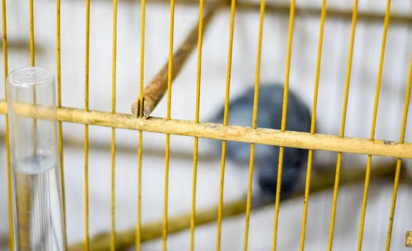 Gray Finch Wooden Cage Kept Pet — Stock Photo, Image