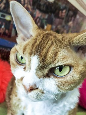 Tüyler ürpertici ve tuhaf ama şirin devon rex kedi kameraya (portre seyir)