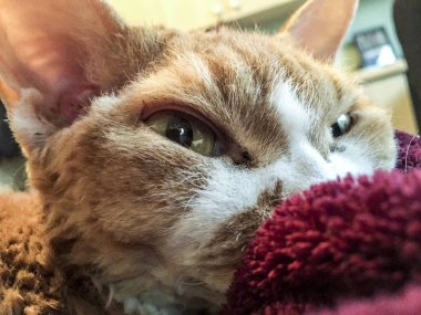 Şirin devon rex kedi. Tatlı yüz.