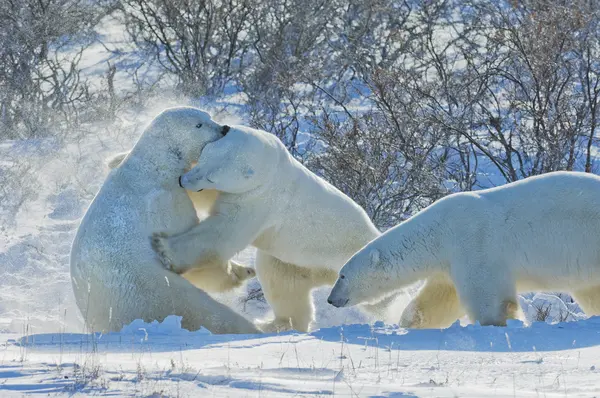 Polar bears fighting on snow — Stock Photo, Image