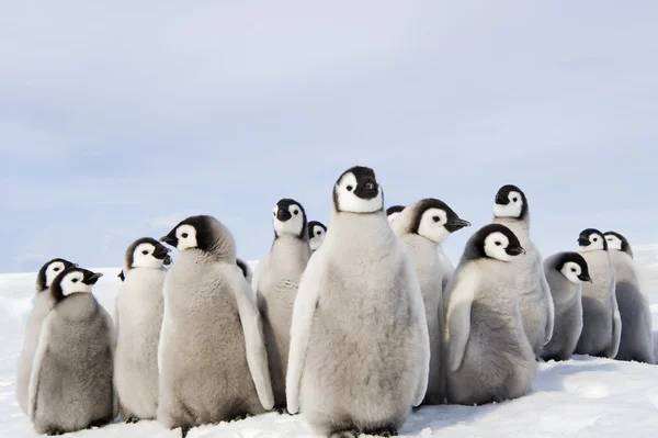 皇帝ペンギンの雛のグループ — ストック写真