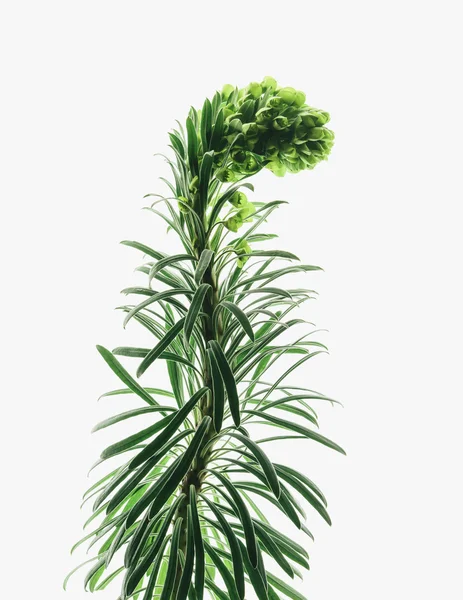 Planta de euforbia floreciente — Foto de Stock