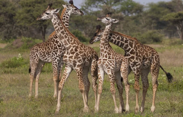 Small group of masai giraffes — Stock Photo, Image