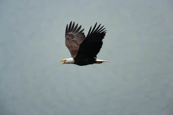 Weißkopfseeadler fliegt in der Luft — Stockfoto