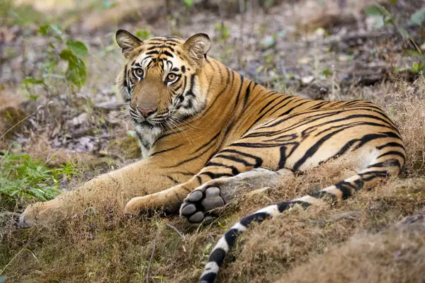 Erwachsener Tiger auf dem Boden liegend. — Stockfoto