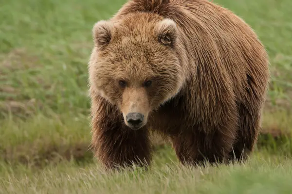 Brown bear, Katmai National Park — Stock Photo, Image