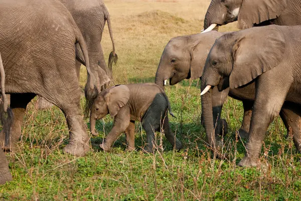 Manada de elefantes africanos — Fotografia de Stock