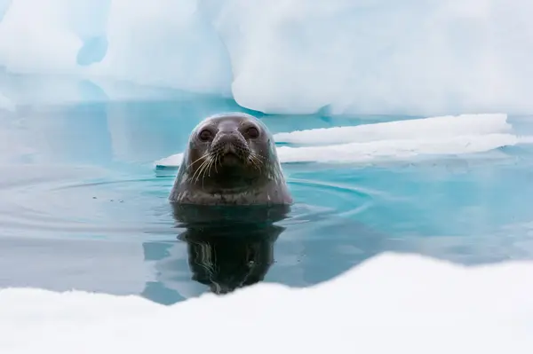 Sello de Weddell mirando fuera del agua — Foto de Stock