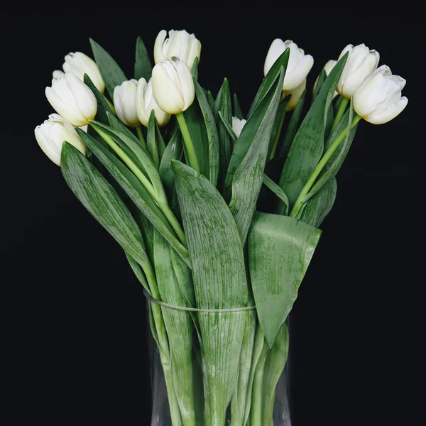 Білі тюльпани у вазі — стокове фото
