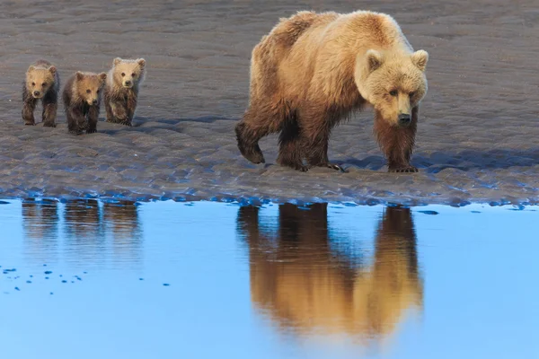 Niedźwiedź brunatny sow i szczeniaki — Zdjęcie stockowe