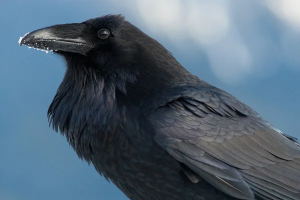 Raven with snow on beak — Stockfoto