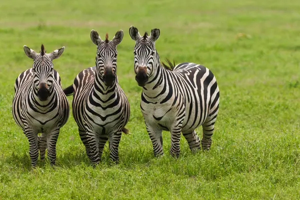Slätterna zebror, Ngorongoro Conservation Area — Stockfoto