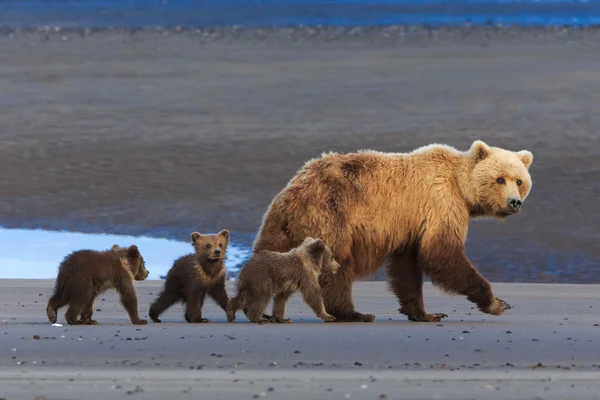 Καφέ αρκούδα χοιρομητέρα και cubs — Φωτογραφία Αρχείου