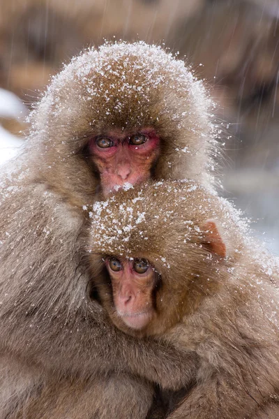 Macachi giapponesi, Isola di Honshu — Foto Stock