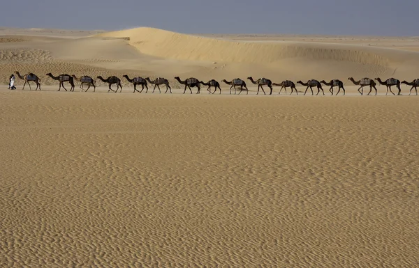 Wielbłąd pociąg w pustyni — Zdjęcie stockowe