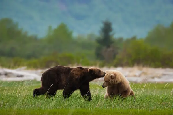 Brown bears, Katmai National Park — ストック写真