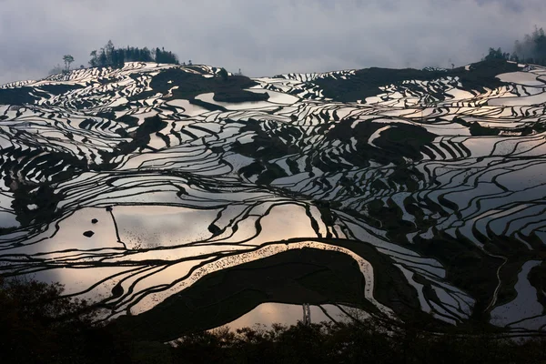 Campos de arroz en terrazas — Foto de Stock