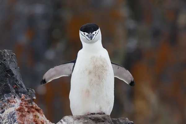 Miğfer penguen kan lekeli göğüs ile — Stok fotoğraf