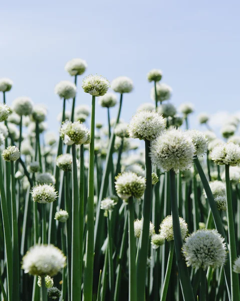 Grote gewas van het bloeiende zoete uien — Stockfoto