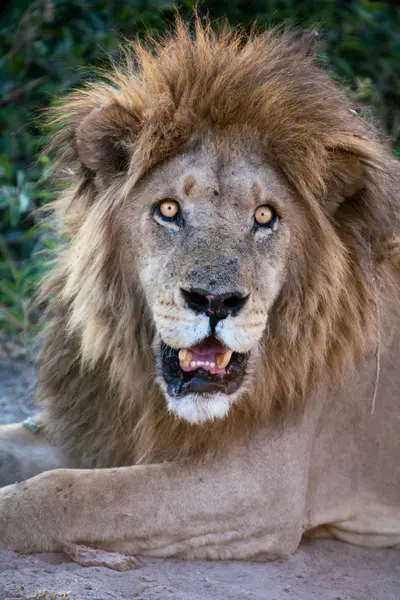 Imagen de primer plano del león africano —  Fotos de Stock