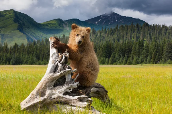 Oso pardo, Alaska — Foto de Stock