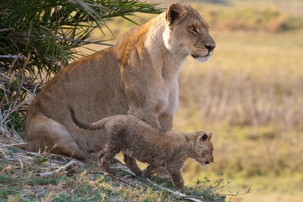 Afrikanischer Löwe und Junges — Stockfoto