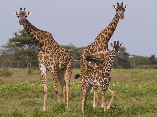 Small group of masai giraffes — Stock Photo, Image