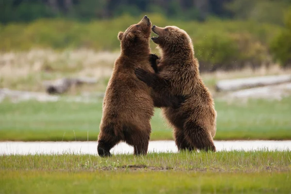 Bruine beren, Nationaal Park Katmai — Stockfoto