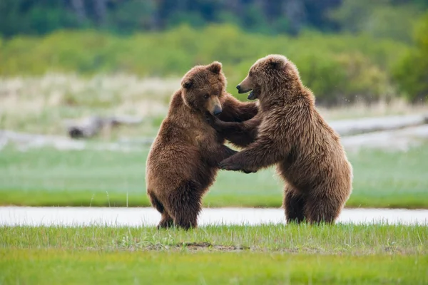 Barna medvék, Katmai Nemzeti Park — Stock Fotó