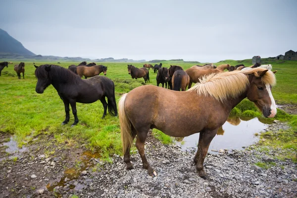 Manada de cavalos iceládicos — Fotografia de Stock