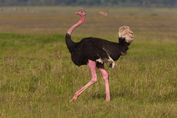 Ostrich in the Ngorongoro Conservation Area — Stock Photo, Image