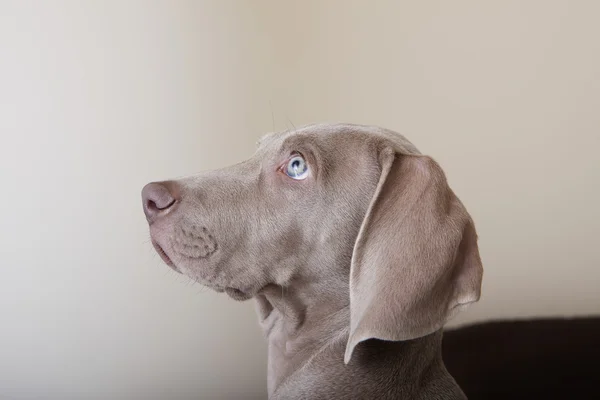Profile of a weimaraner puppy — Stock Photo, Image