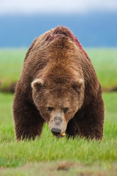 Bruine beer, Nationaal Park Katmai — Stockfoto