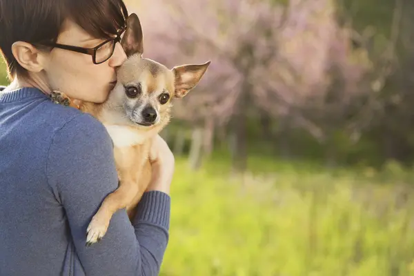 Woman Holding small chihuahua dog — Stock Photo, Image