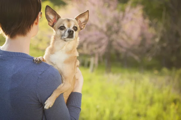 Woman Holding small chihuahua dog — Stock Photo, Image