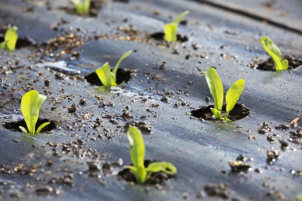 Small plants planted out in the soil — Stock Photo, Image