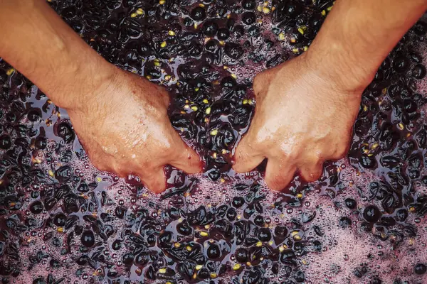 Hands in fresh crushed red grapes — Stock Photo, Image