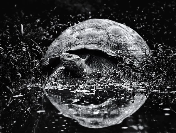 Büyük Galapagos kaplumbağası yaklaşan su — Stok fotoğraf