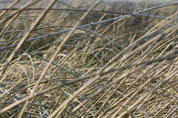 Grama seca no prado — Fotografia de Stock