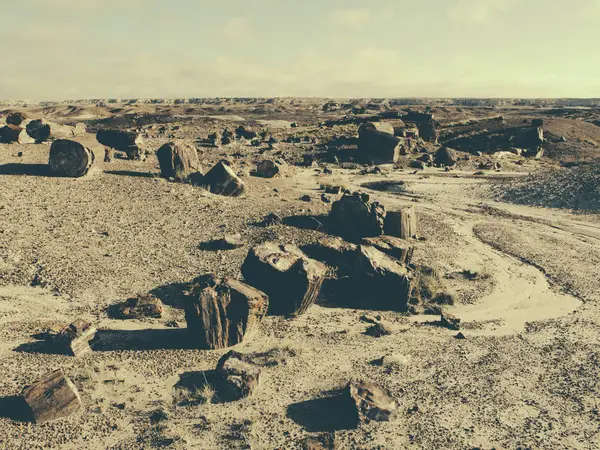 Árvores fossilizadas no Parque Nacional Florestal Petrificado — Fotografia de Stock