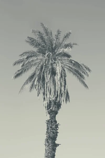 Imagem ondulada de palmeira — Fotografia de Stock