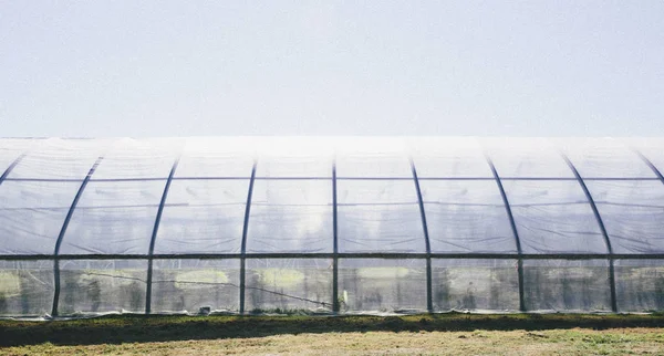 작물 성장을 위한 polytunnel — 스톡 사진