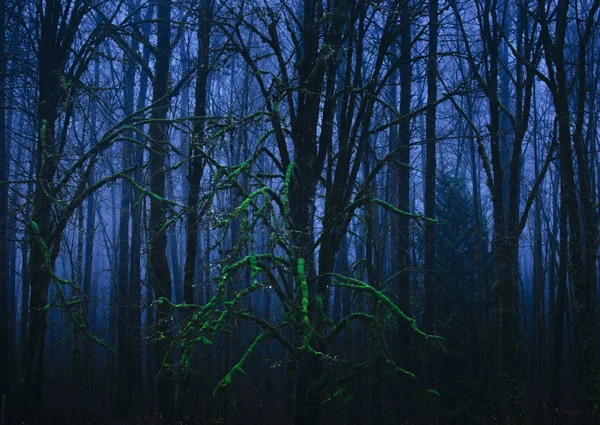 Arbres couverts de mousse dans la forêt — Photo