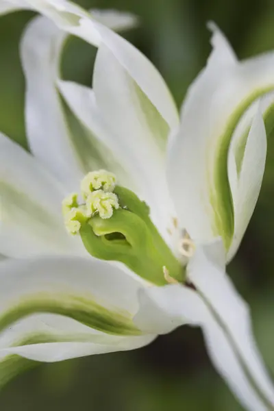 Fleur d'une tulipe blanche . — Photo