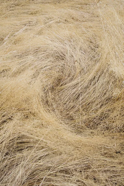 長い草原 フルフレームで草を乾燥します — ストック写真