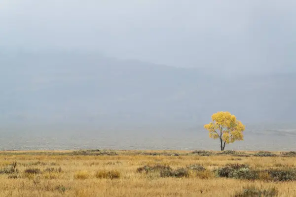 Árvore Única Horizonte Paisagem Outonal Wyoming Eua — Fotografia de Stock