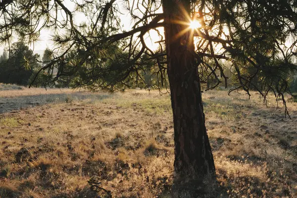 Sun Shining Ponderosa Pine Tree Dusk — Stock Photo, Image