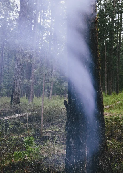 Humo Tierra Quemada Después Fuego Controlado Bosque Coníferas — Foto de Stock